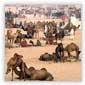 Pushkar Fair