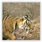 Ranthambore Tiger